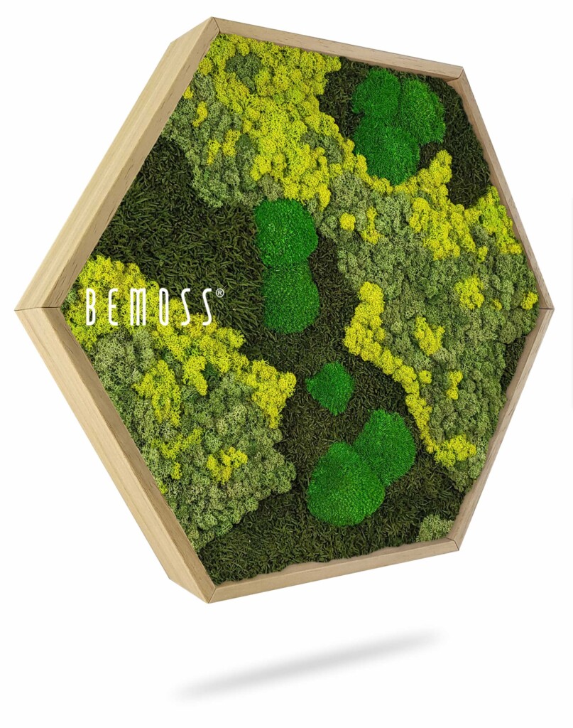 Moss Hexagon BEMOSS® ORTHO LIME - BEMOSS